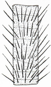 Indistinct Growth Rings, Trunk Spiny